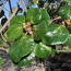 1 Yes Leaves Zoomed In Square Smaller 1 Yes Leaves Zoomed In Square Smaller