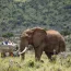8-Enasoit-Game-Drive-Elephant 8-Enasoit-Game-Drive-Elephant