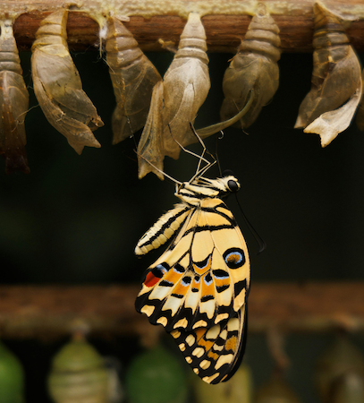 Butterfly Emerging Cropped Smaller