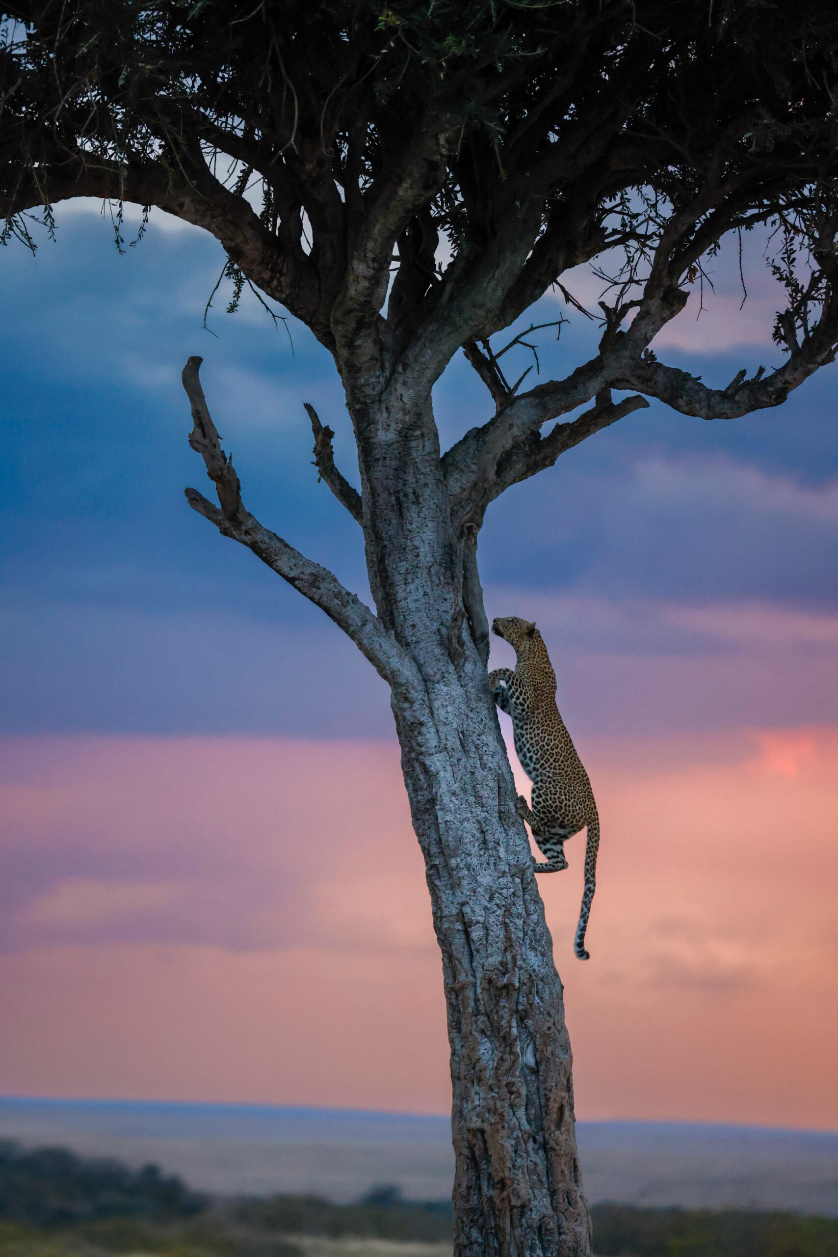 Leopard Sunset Climbing Tree Leopard Sunset Climbing Tree