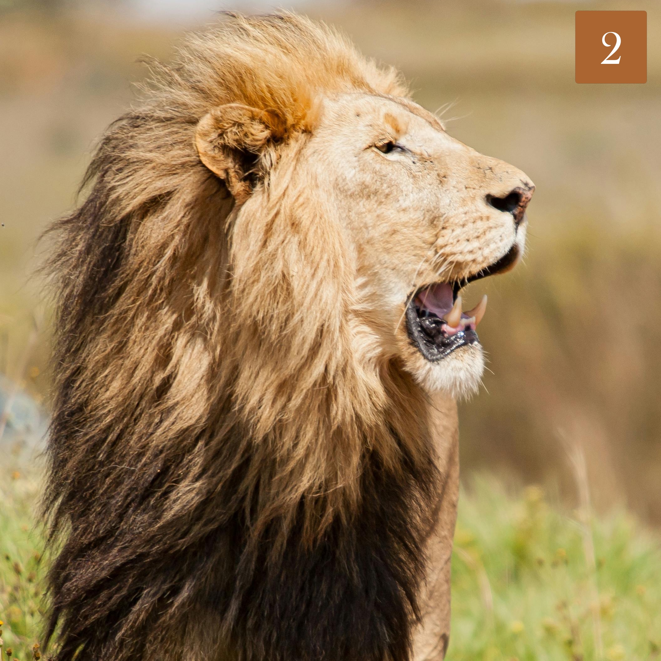 Lion Looking Right Square Lion Looking Right Square