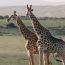 two giraffes two giraffes