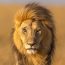 Caption 1: Lorem ipsum dolor sit amet, consectetur adipiscing elit. Integer eu ipsum nisi. Duis a condimentum odio. Mauris vitae malesuada augue. Proin in neque ut eros porttitor bibendum. Nullam maximus erat sed lectus molestie molestie. Sed placerat dolor leo, id vestibulum augue fermentum a. In lacinia feugiat orci id convallis. Proin vulputate ultricies elit, at dignissim leo.
